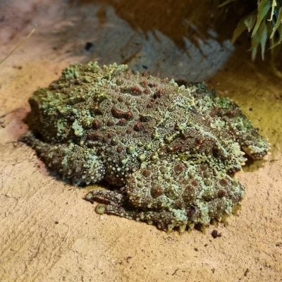 Vietnamese mossy frog - De Zonnegloed - Animal park - Animal refuge centre 